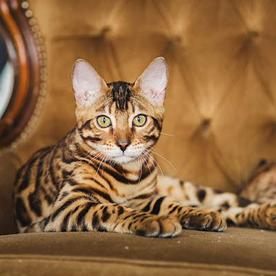 Bengal Katze