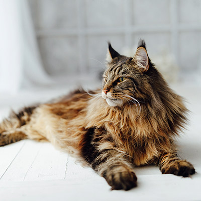 Maine Coon Katze