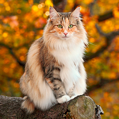 Norwegische Waldkatze