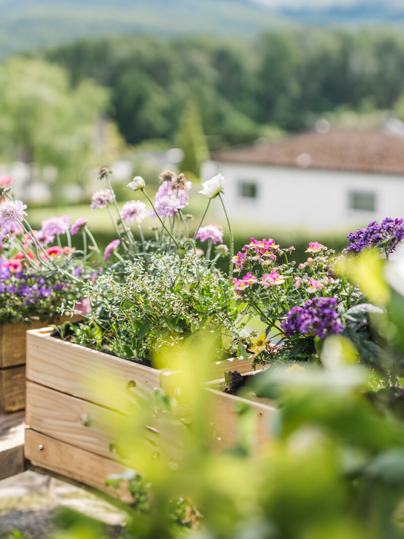 Balkonkästen mit bienenfreundlichen Blumen