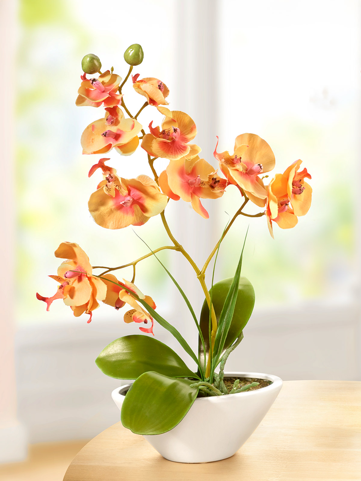 Orchidee „Orelia“ in Apricot