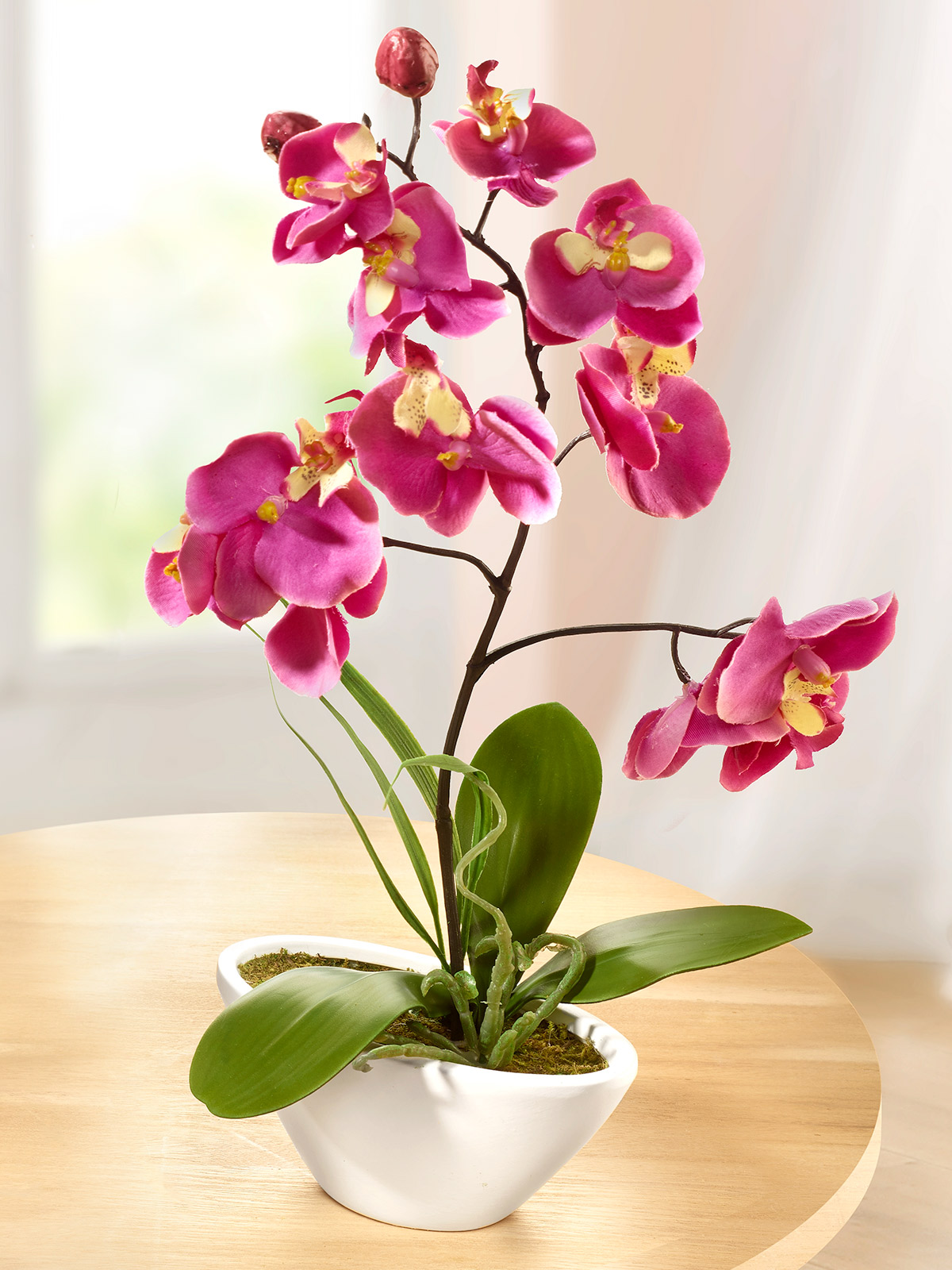 Orchidee „Orelia“ in Fuchsia