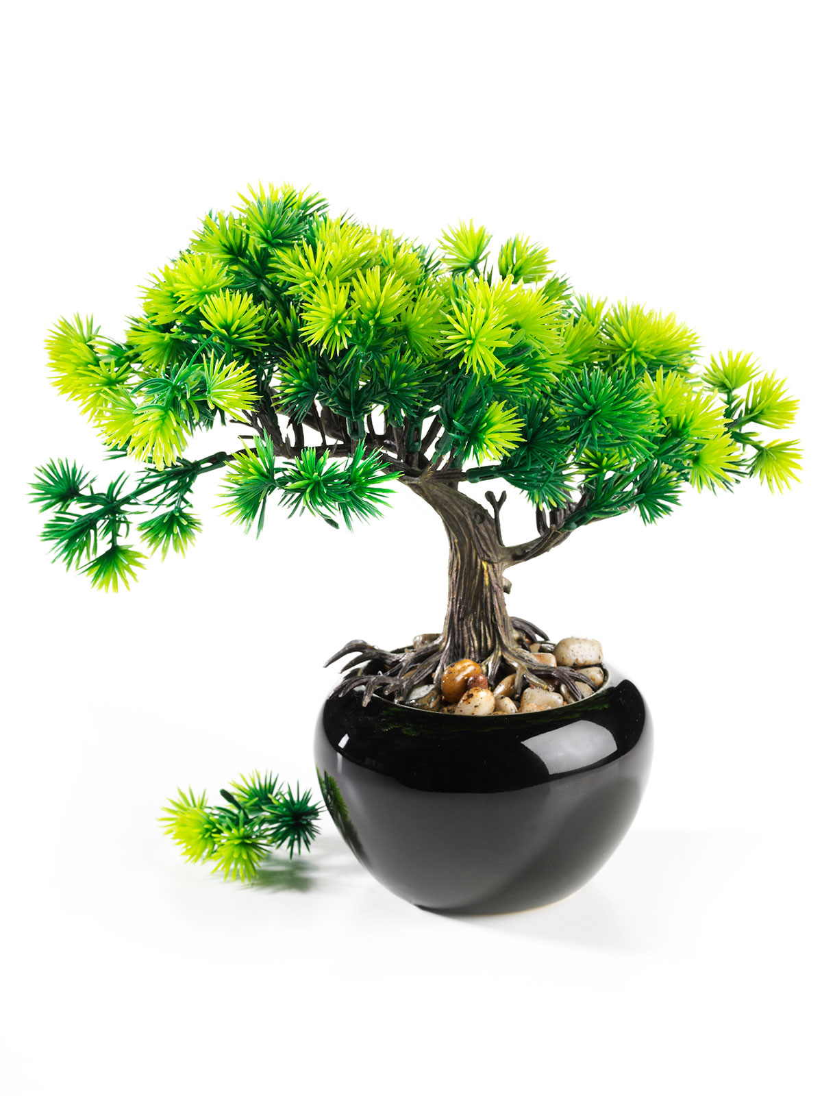 Bonsai „Lärche“