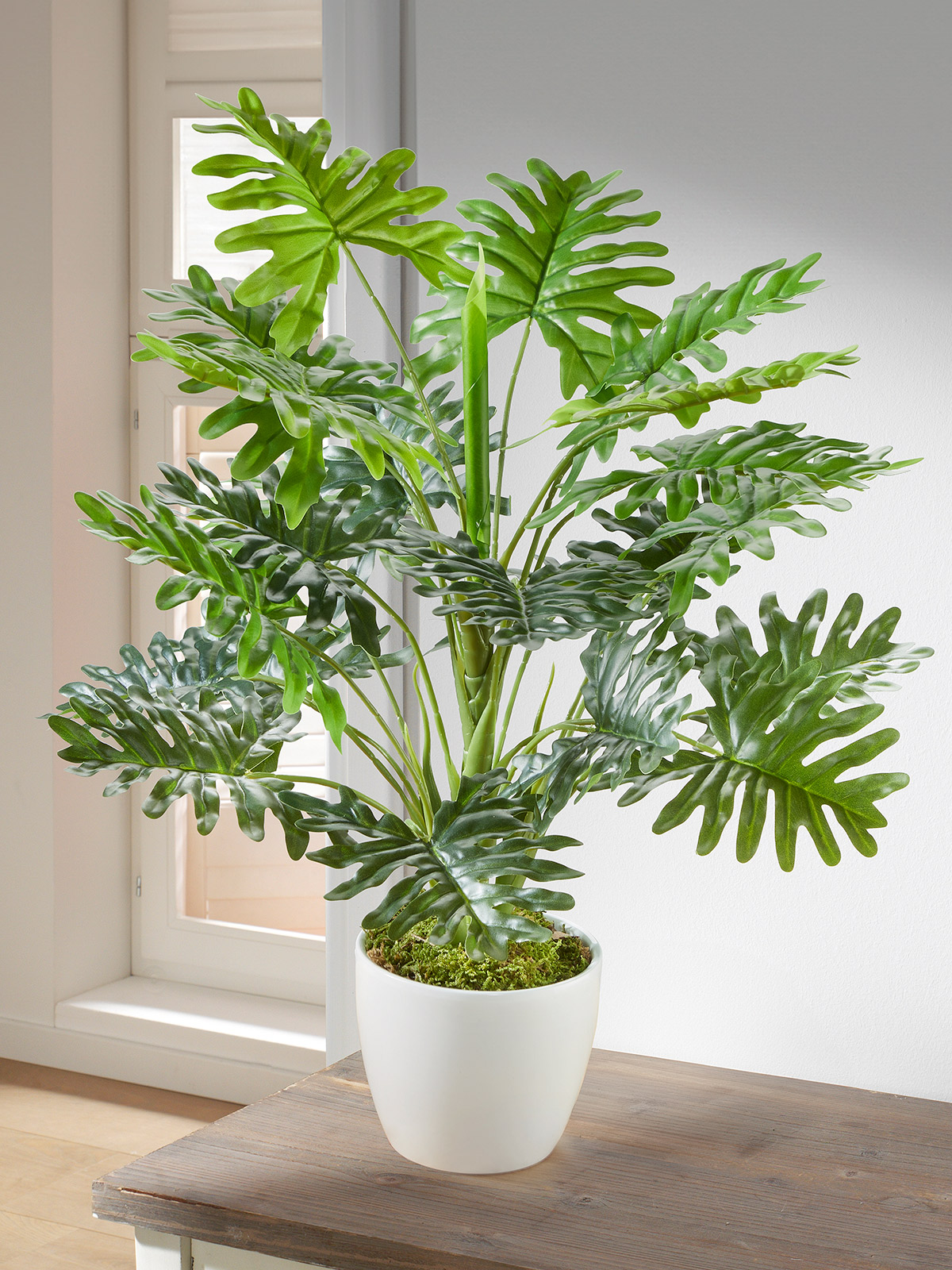 Zimmerpflanze „Monstera“ 