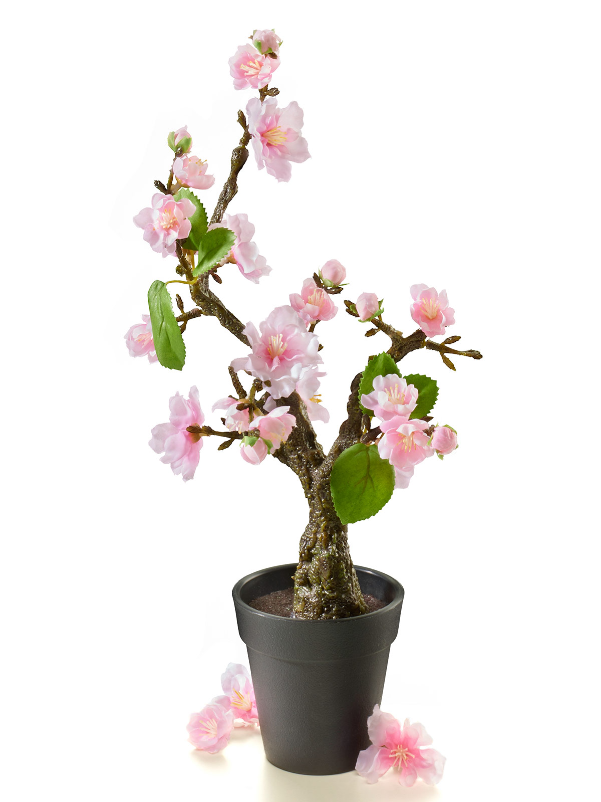 Kirschblüten-Bonsai